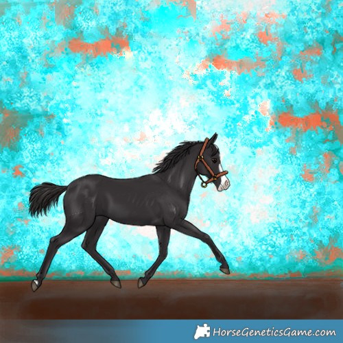 Horse Color:Smoky Black Frame 