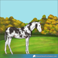 Horse Color:White Spotted Liver Chestnut Splash 