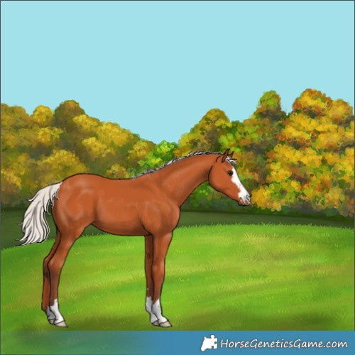 Horse Color:Silver Bay 