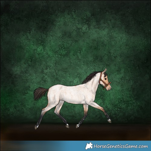 Horse Color:Bay Roan Dun 