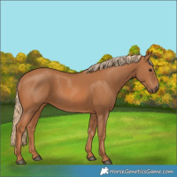 Horse Color:Chestnut 