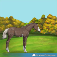 Horse Color:Silver Black