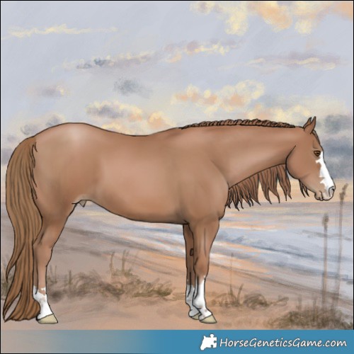 Horse Color:Black Pearl
