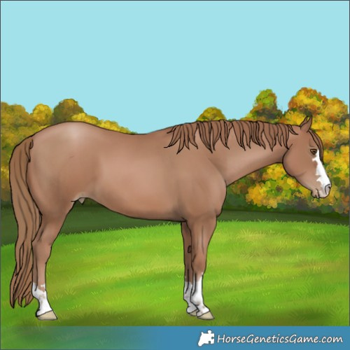 Horse Color:Black Pearl