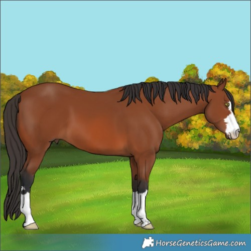 Horse Color:Bay 