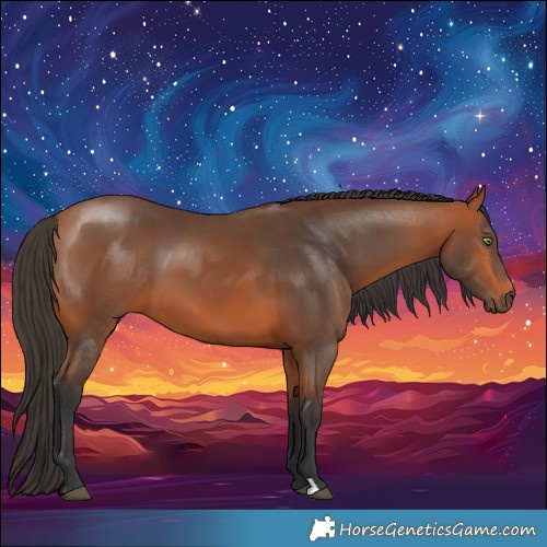 Horse Color:Bay 