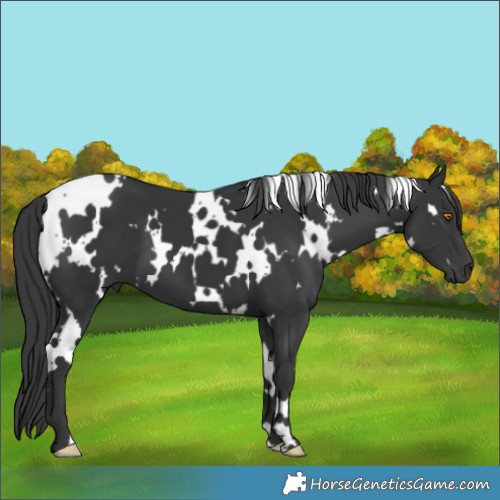 Horse Color:White Spotted Black
