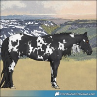 Horse Color:White Spotted Black 