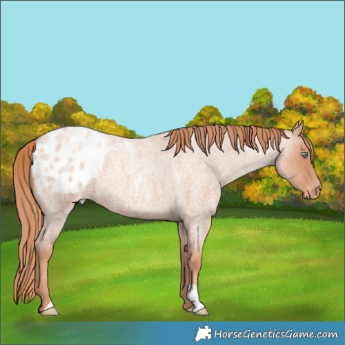 Horse Color:Gold Champagne Roan Appaloosa