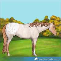 Horse Color:Gold Champagne Roan Appaloosa