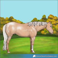 Horse Color:Silver Amber Champagne