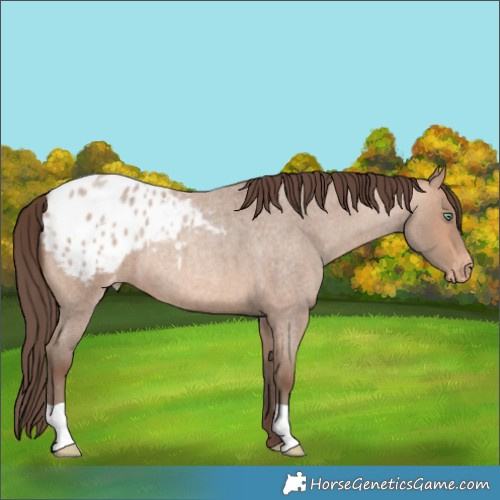 Horse Color:Amber Champagne Roan Appaloosa