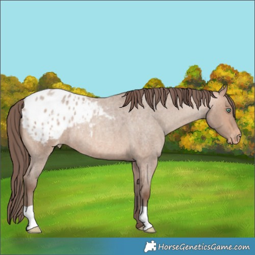 Horse Color:Amber Champagne Roan Blanket 