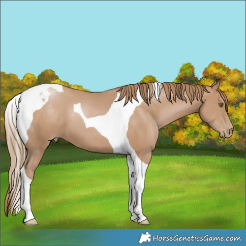 Horse Color:Black Pearl Tobiano 