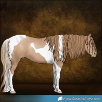 Horse Color:Black Pearl Tobiano 