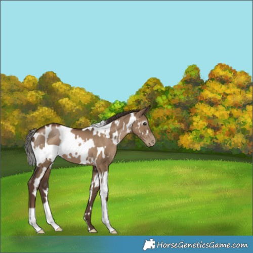 Horse Color:Gray White Spotted Grullo Pearl