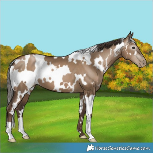 Horse Color:Gray White Spotted Grullo Pearl