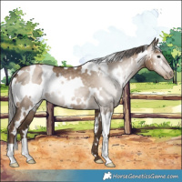Horse Color:Gray White Spotted Grullo Pearl