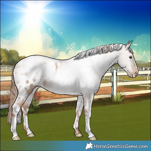 Horse Color:White Spotted Grullo Pearl Appaloosa 