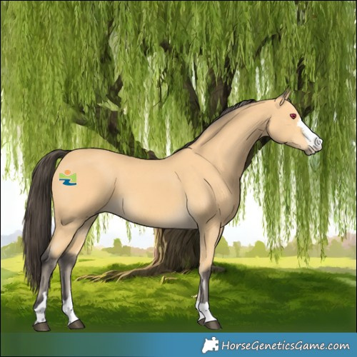 Horse Color:Buckskin