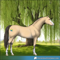 Horse Color:Buckskin 