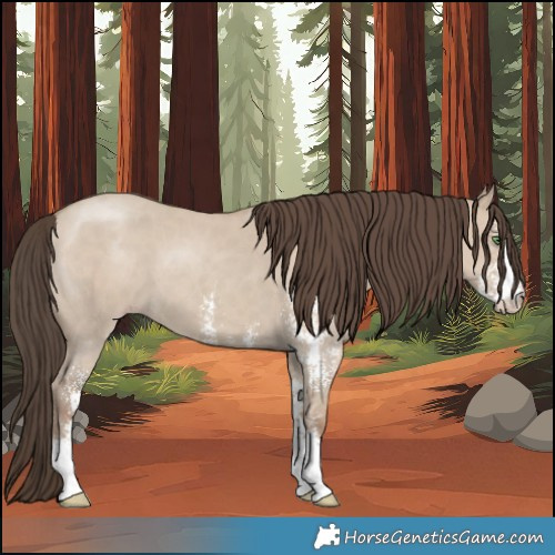 Horse Color:Classic Champagne Dun Sabino 