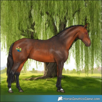 Horse Color:Bay 