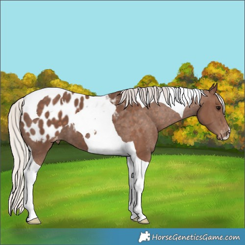 Horse Color:Silver Black Tobiano Appaloosa
