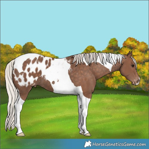 Horse Color:Silver Black Tobiano Blanket