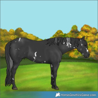 Horse Color:White Spotted Black