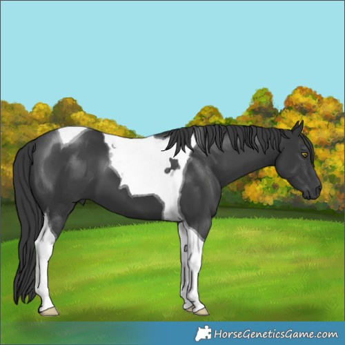Horse Color:Black Tobiano 