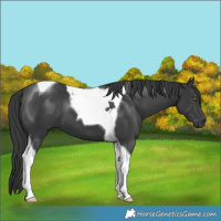 Horse Color:Black Tobiano