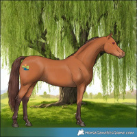 Horse Color:Chocolate Bay 