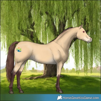 Horse Color:Chocolate Buckskin 