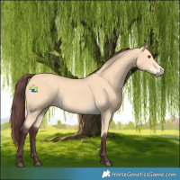 Horse Color:Chocolate Buckskin 