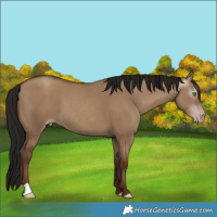 Horse Color:Gray Classic Champagne Dun