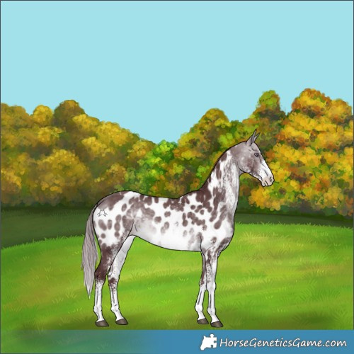 Horse Color:White Spotted Chocolate Bay Chinchilla Skewed Appaloosa 