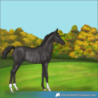 Horse Color:Smoky Black Rabicano 