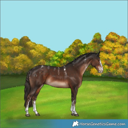 Horse Color:Powder White White Spotted Liver Chestnut 