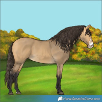 Horse Color:Buckskin Dun Sabino 