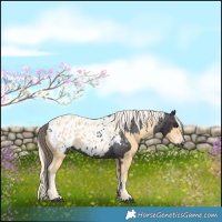 Horse Color:Smoky Black Appaloosa and Palomino Appaloosa