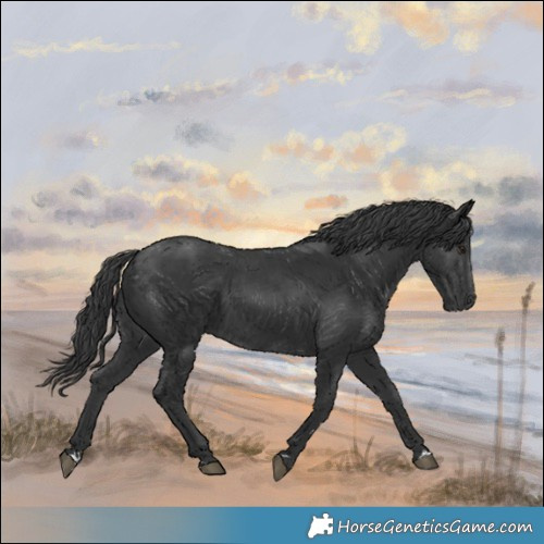 Horse Color:Black 