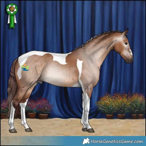 Horse Color:Gray Chocolate Bay Dun Tobiano 