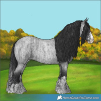 Horse Color:Blue Roan Sabino Splash and Blue Roan Sabino Splash