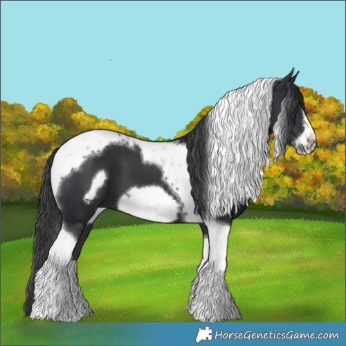 Horse Color:Black Tobiano Frame 