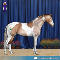 Horse Color:Gray Chocolate Bay Dun Tobiano
