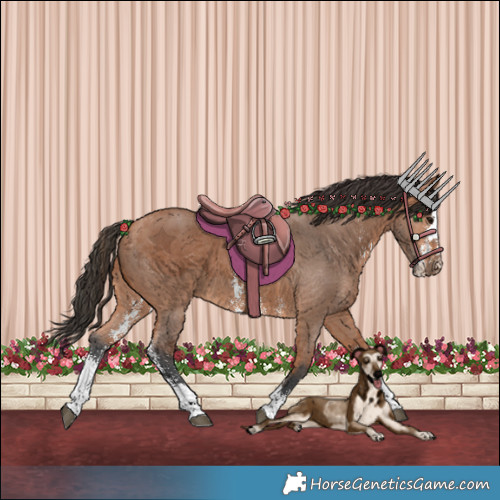 Horse Color:Bay Sabino 
