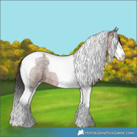 Horse Color:Bay Roan Splash Tobiano 