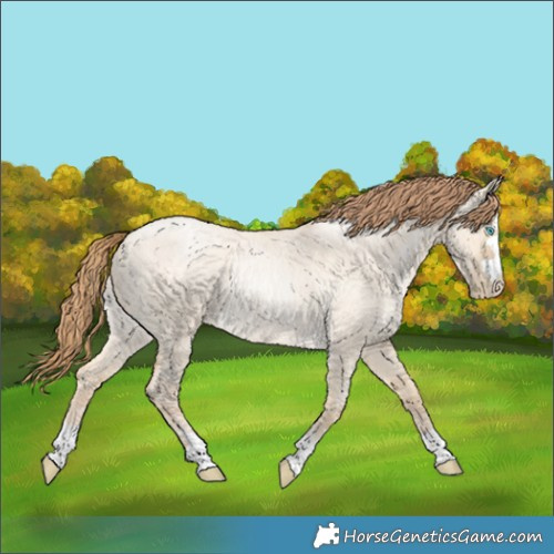 Horse Color:Buckskin Roan Pearl Dun 