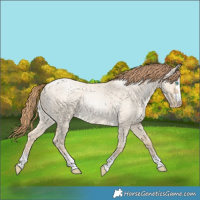Horse Color:Buckskin Roan Pearl Dun 